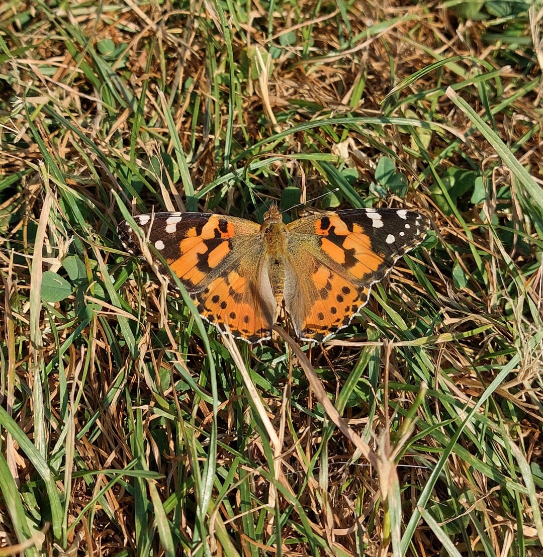 A photo of a painted Lady butterfly. A large butterfly coloured with tawny brown wings with black speckles, with the top tips coloured black with white speckles. It's sat on green and brown grass.