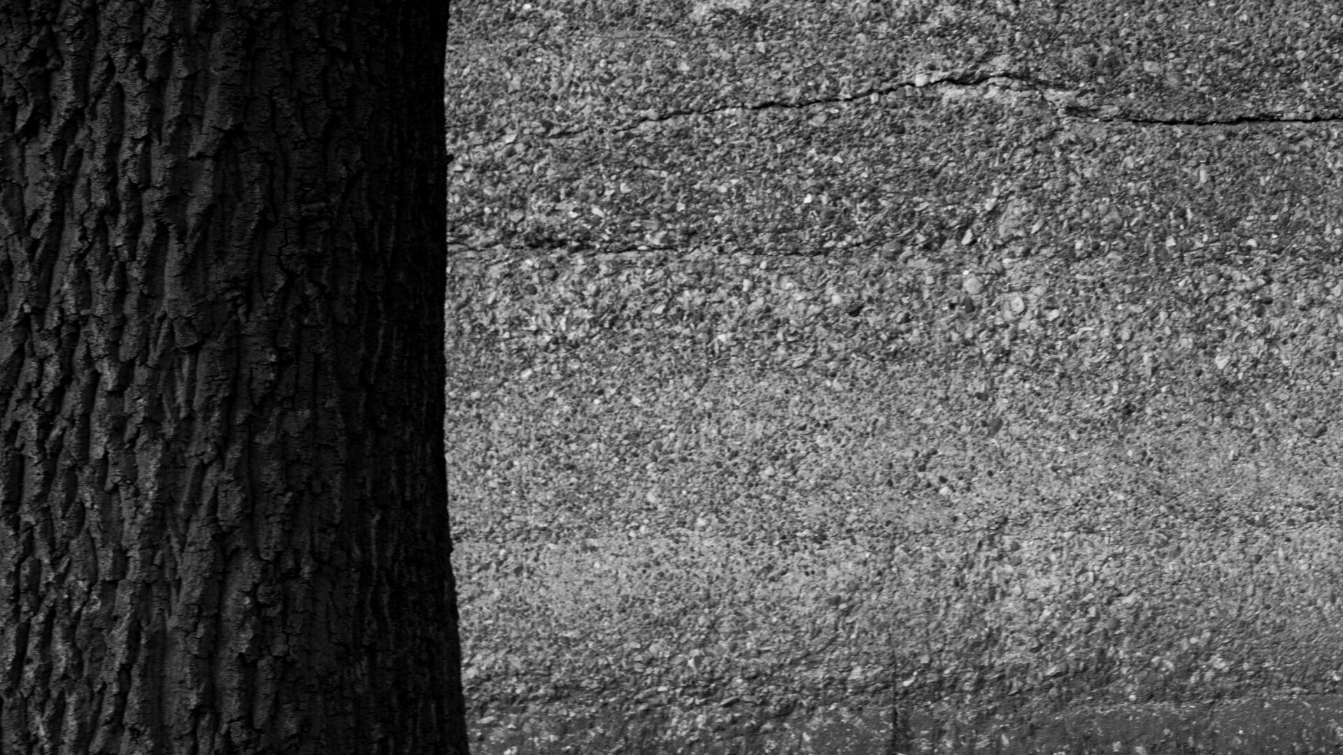 Monochrome photo of, on the left, a dark section of tree trunk fading to black, and behind and to the right, taking up most of the frame, a section of lighter coarse aggregate concrete wall.