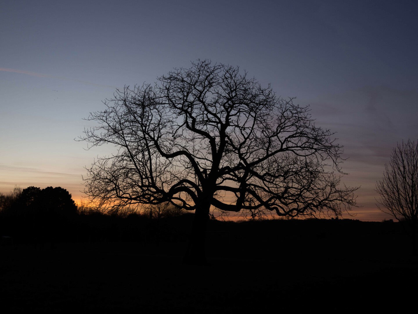 Photo of a large bare tree standing alone, silhouetted against an sky that shades from a dark steel-blue at the top to light orange at the horizon.