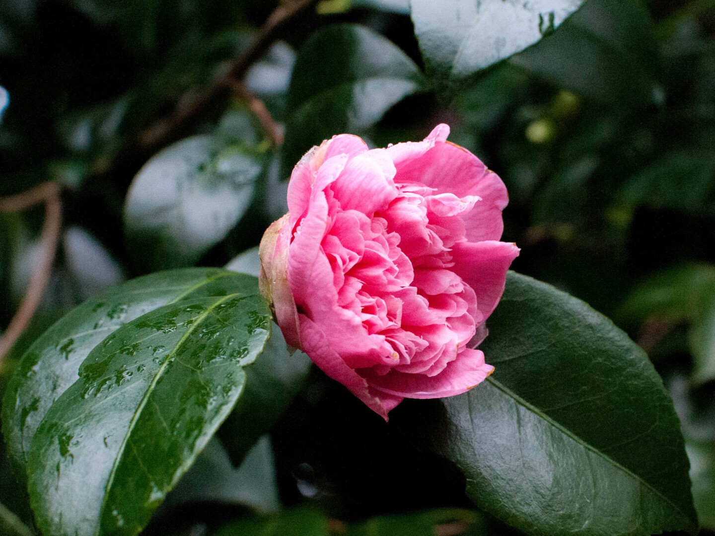 Photo of a very pink flower with very many petals crammed into the head that seems to be being held up by two smooth dark green oval leaves against a background of more leaves.