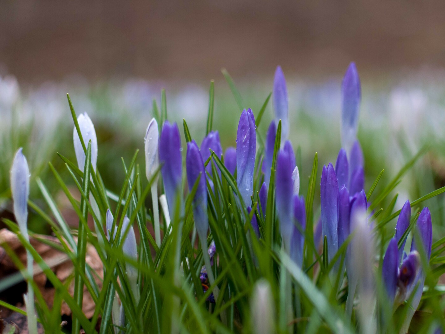 Photo of a patch of narrow crocus buds at the point of opening, some white shaded with purple, the rest blue-violet, interspersed with slim leaves. The backdrop is more of the same, though out-of-focus