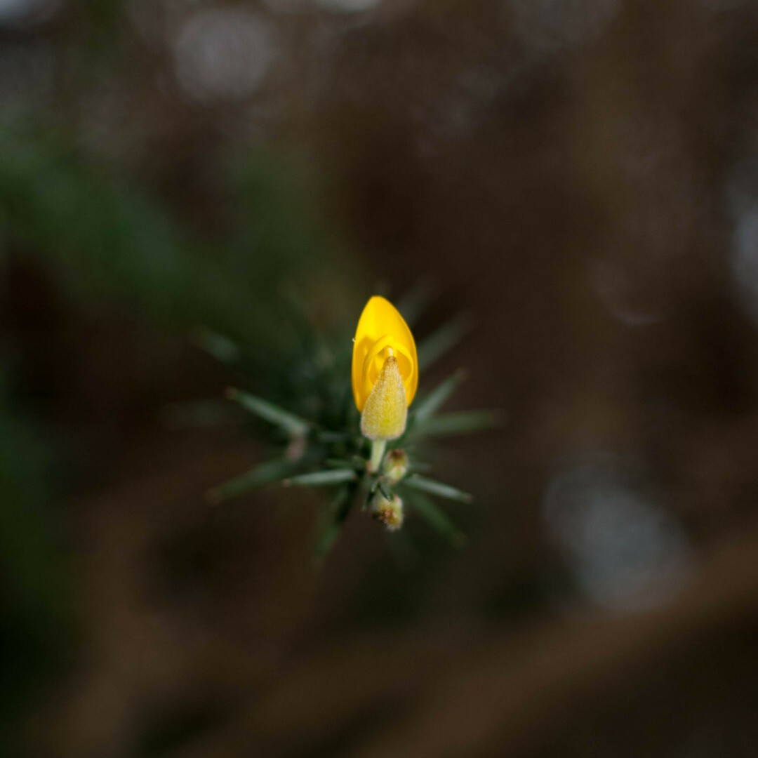 Photo of a single small yellow flower with one larger, smooth, centre-creased, petal behind a hairier, slimmer one, with a couple of smaller petals inbetween. The flower is at the end of a dark green spiky branch that retreats into a blurry green-brown background.