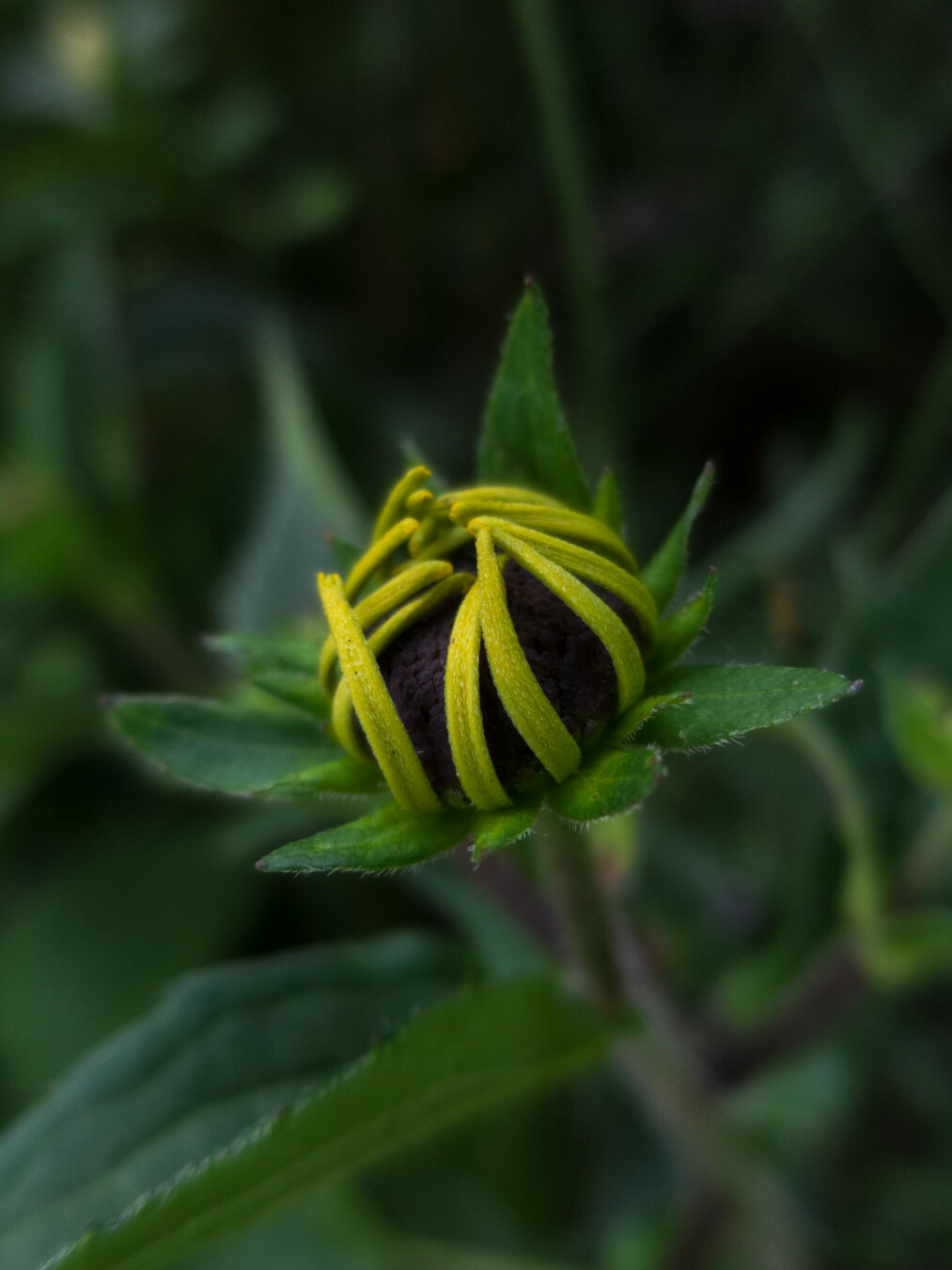 Photo of a large, dark flower head, loosely wrapped in very slim yellow-green petals, sitting on a bed of pointed leaves. Behind it is a blurry background of foliage.