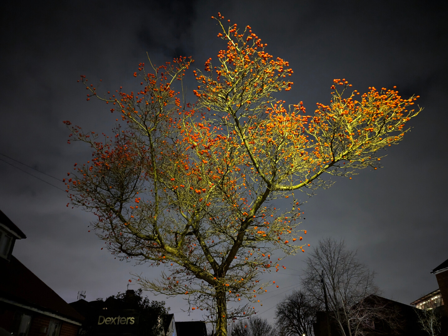 Photo looking up at a slim tree, many greenish branches covered in red berries, lit from somewhere, against a cloudy night sky and with the tops of houses and other, bare, trees along the bottom edge. It looks as though the image has been manipulated to desaturate the background, but it's just a trick of the light.