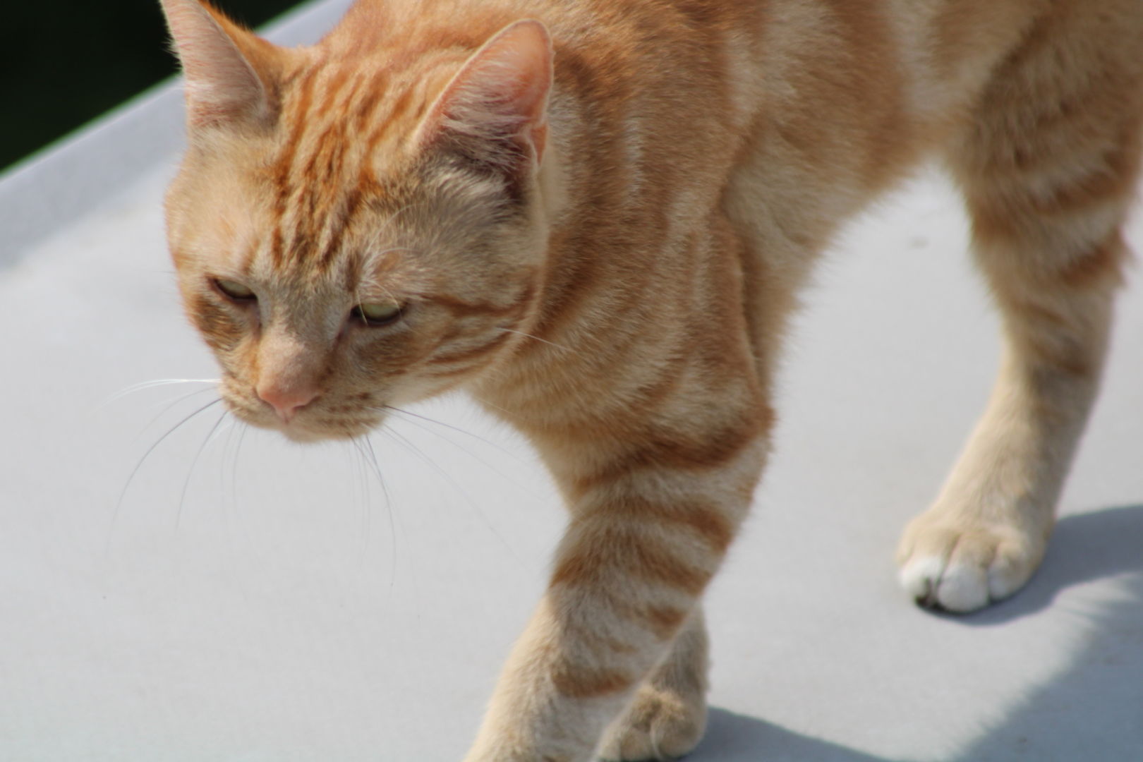 George on the roof