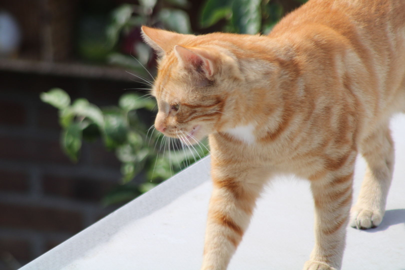 George commenting on the neighbor from the roof