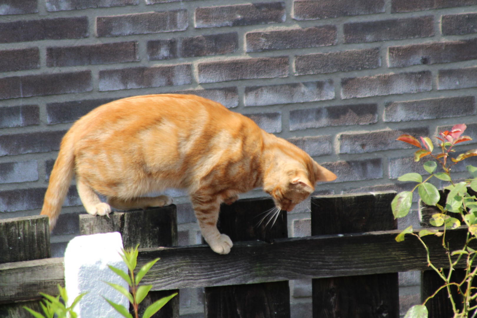 George on the fence