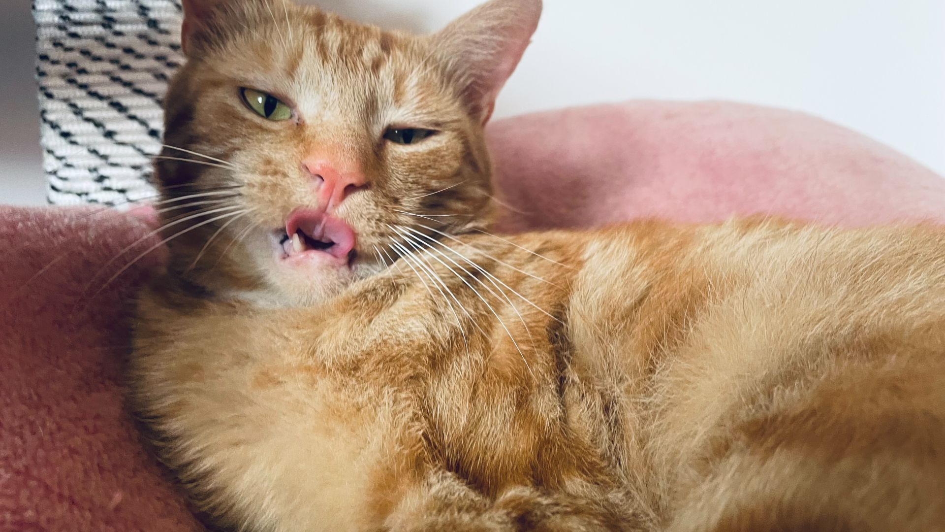Mlem!