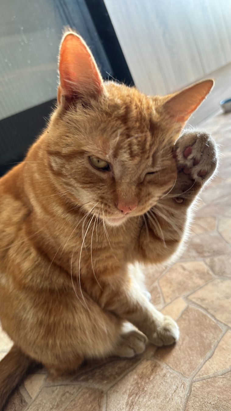 Washing his head with his paw