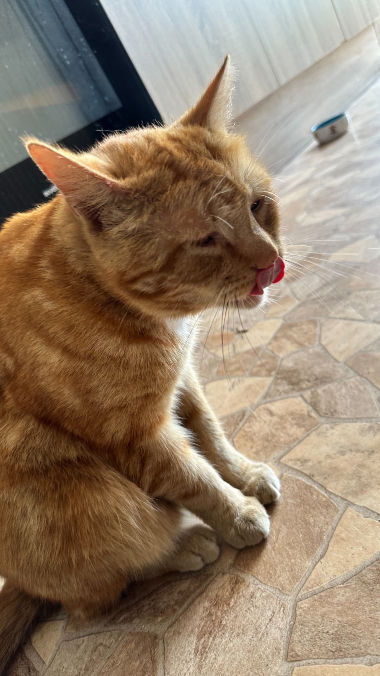Cleaning his nose with his tongue