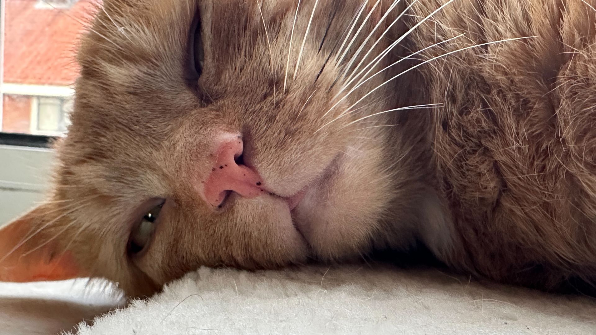 George sleepy head