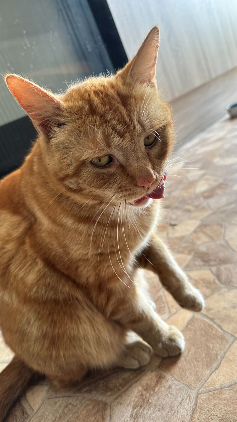 George mlem the cat