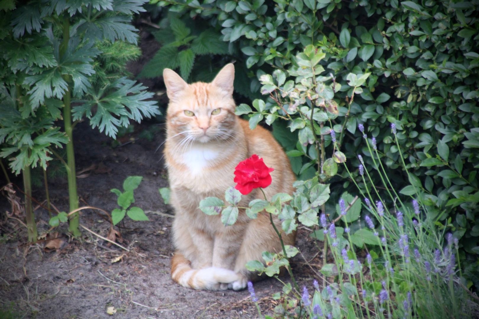 George in the garden of the neighbors