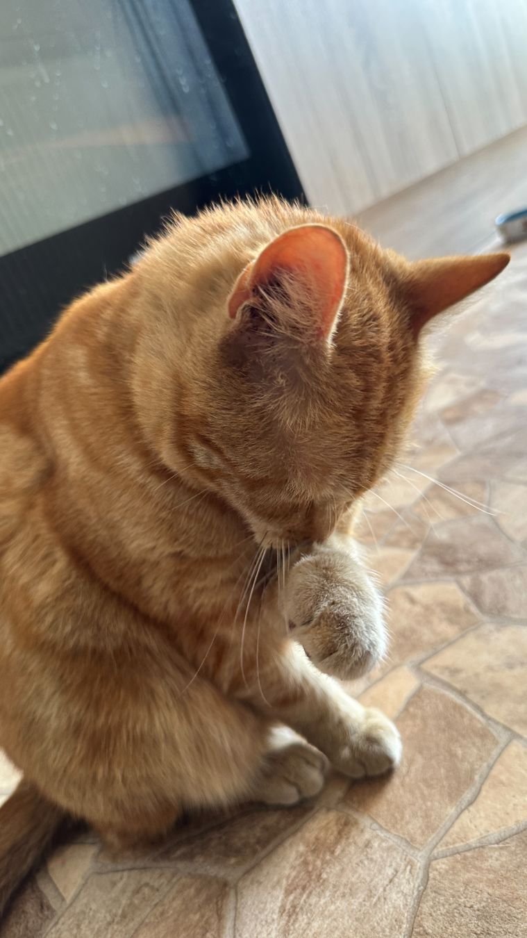 George washing his paws