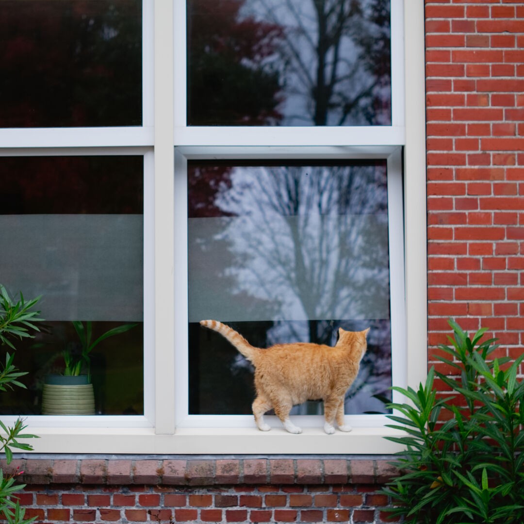 A red cat peeking into a window while standing on the window sill