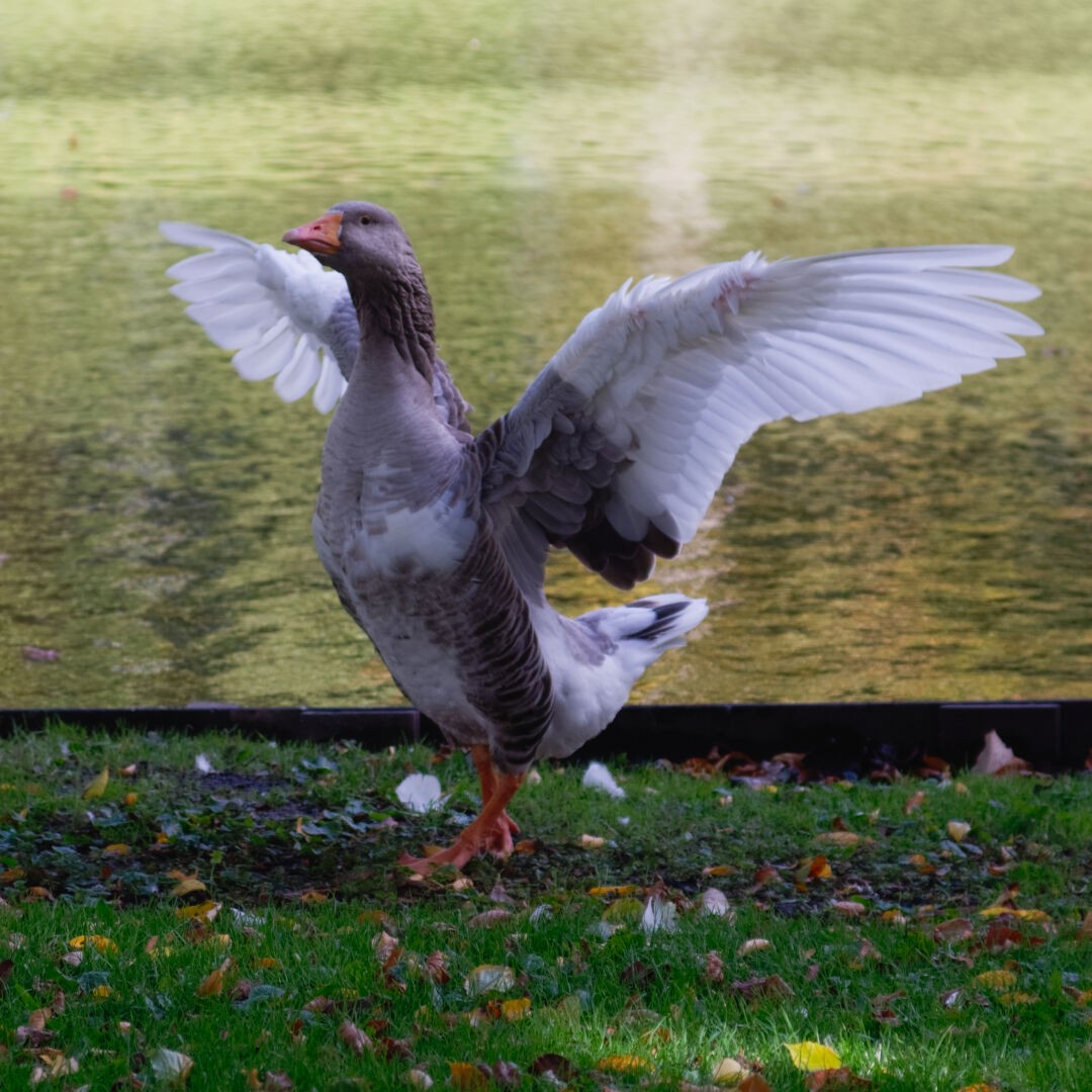 a nice looking goose