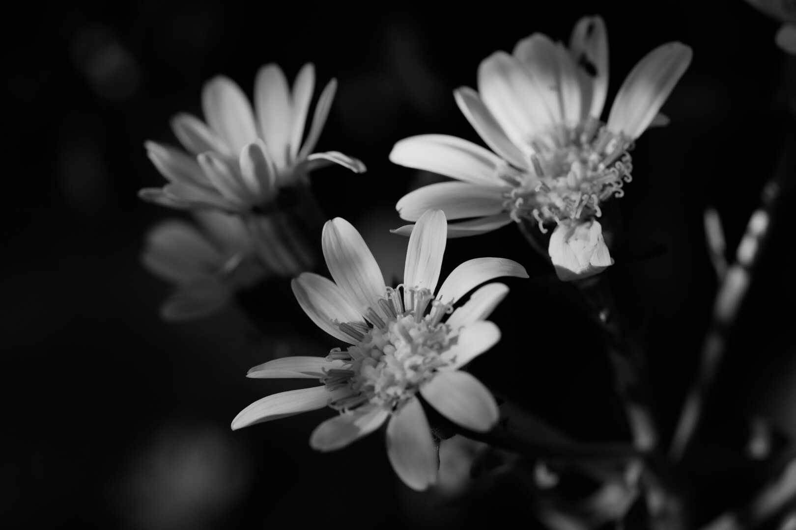 Black and white photo. Three Leopard plant flowers (Actually annoying yellow. I don't like it.) are blooming in the morning sun. Some of their petals are bend or fallen down.