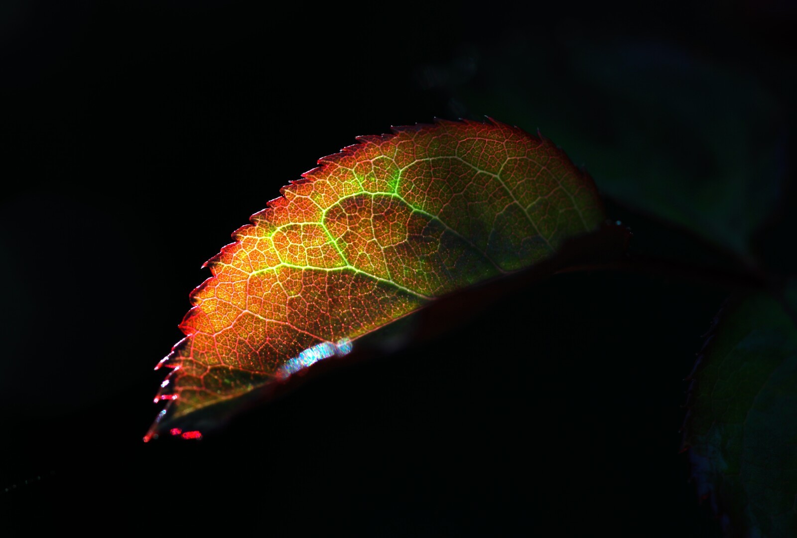 A young rose leaf is standing out against the darkness. The red rear surface and the bright green veins are shining like neon lights.