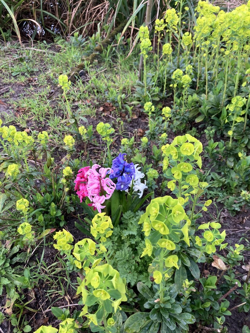 A fuchsia, light pink, blue and white hyacinth in a patch of yellow flowers