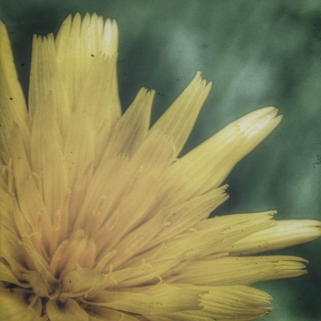 A close-up of a dandelion.