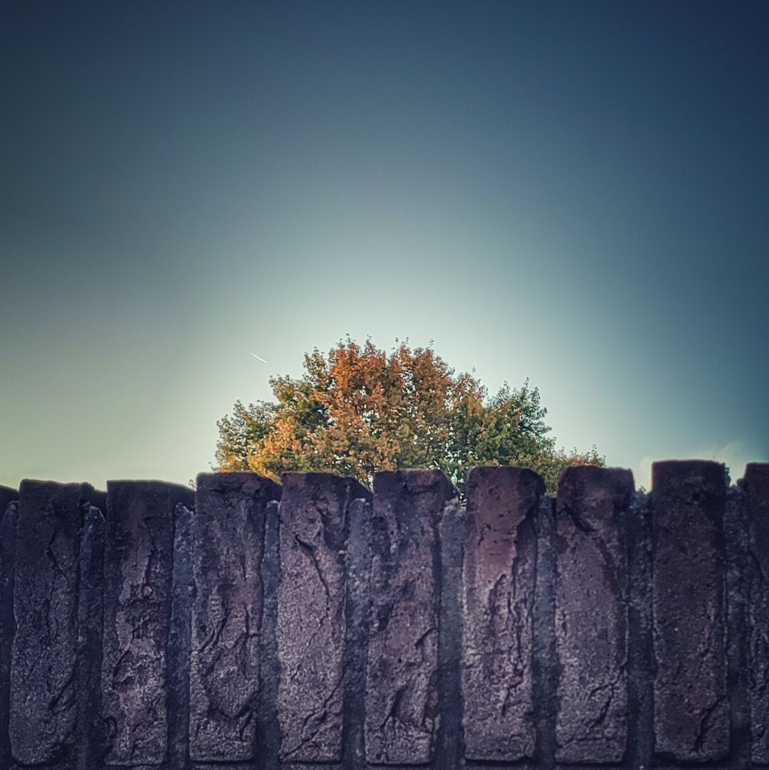The top of a tree sticking out over a fence.