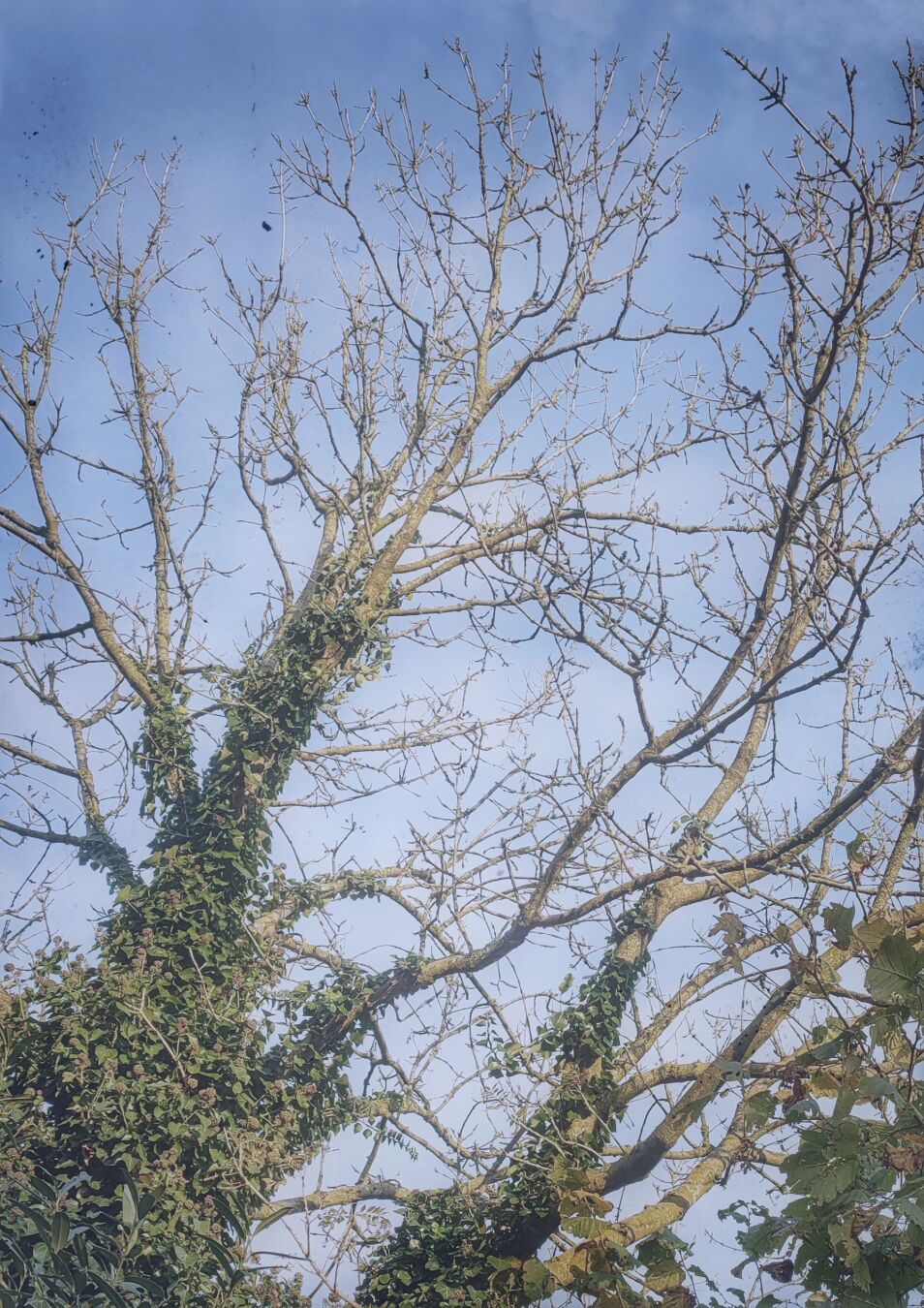 The top of a dead tree, covered in ivy.