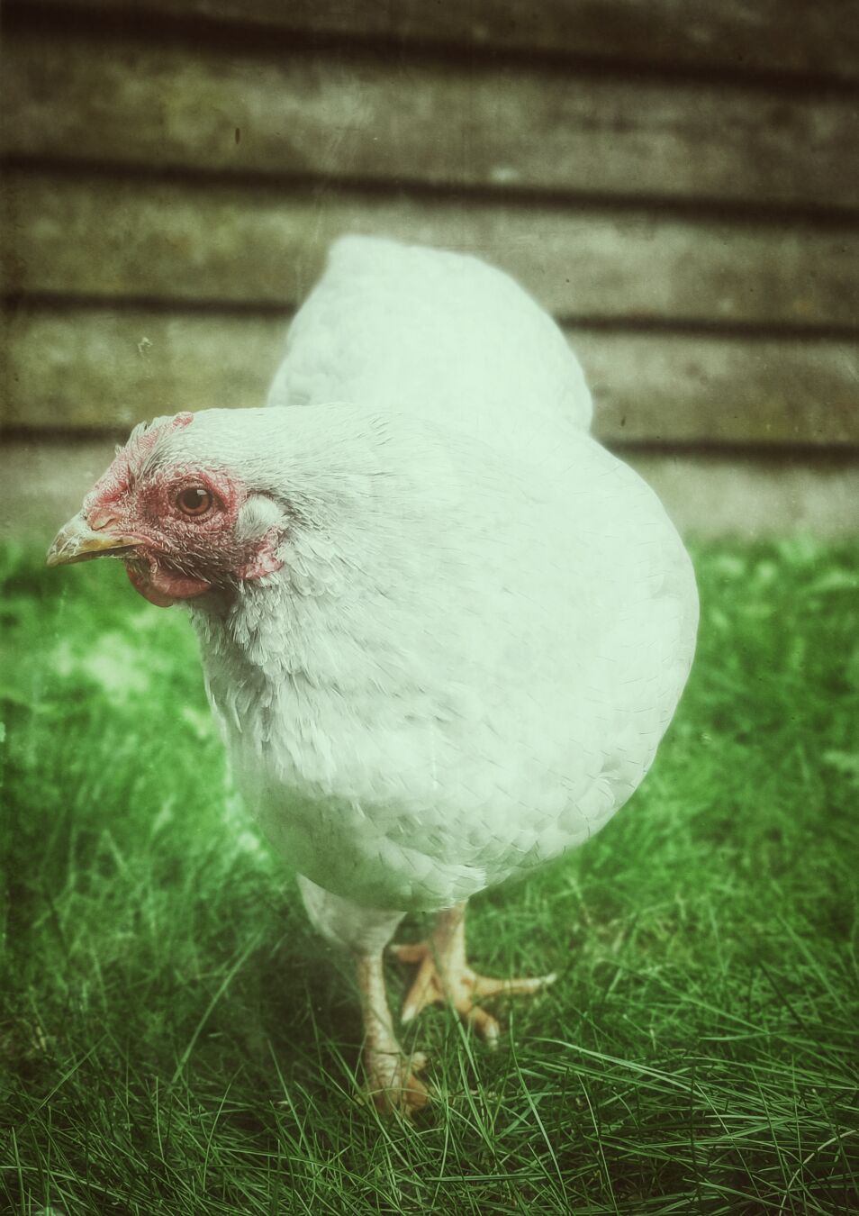 A chicken walking around on a lawn.