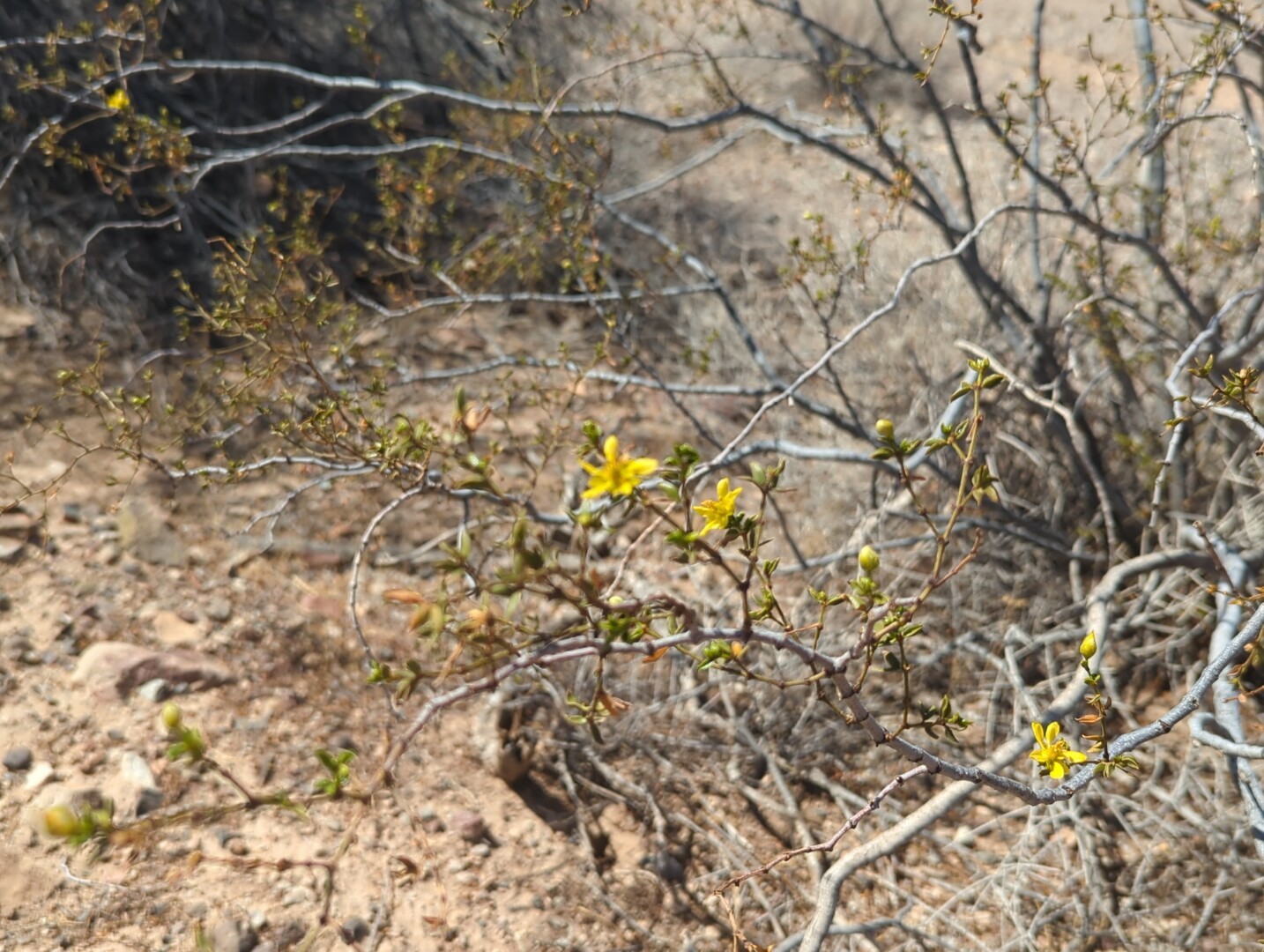 creosote in bloom