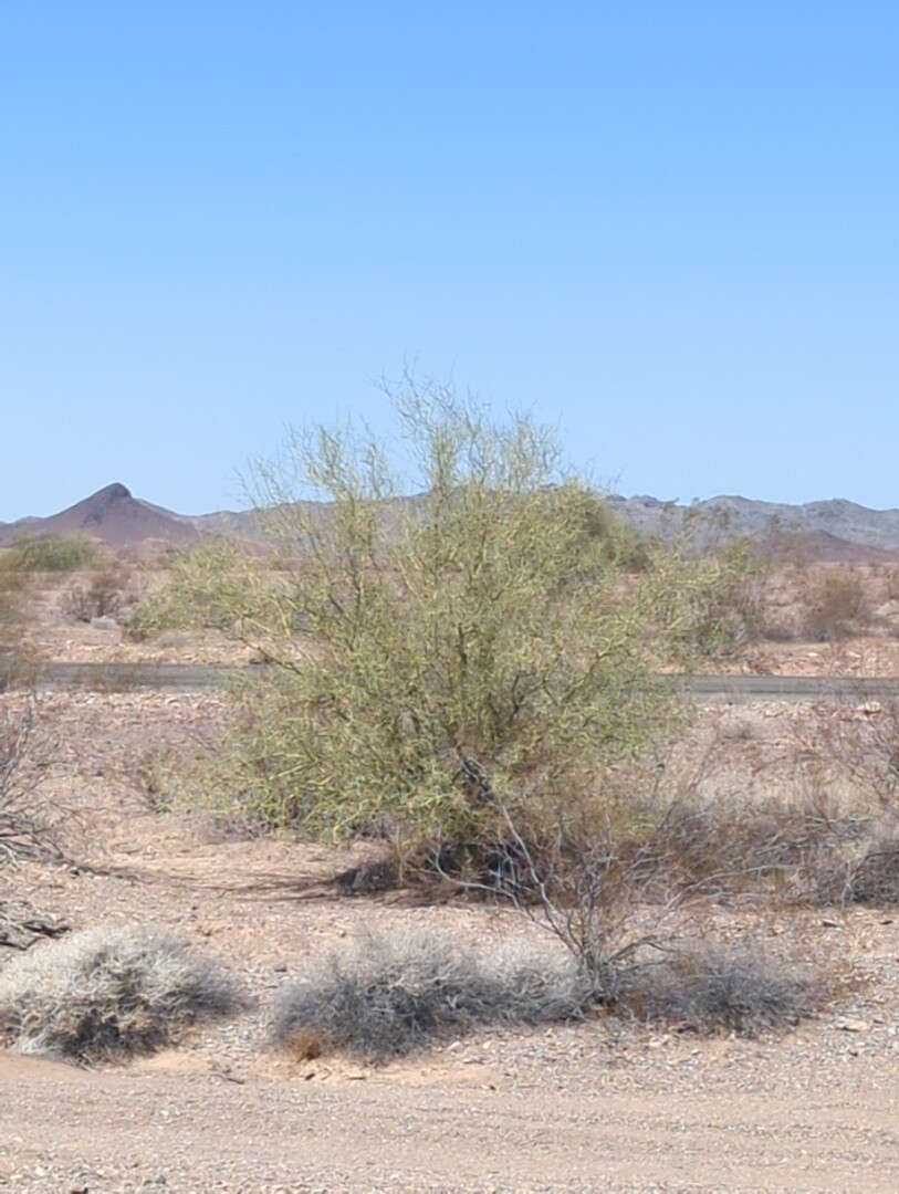 ocotillo