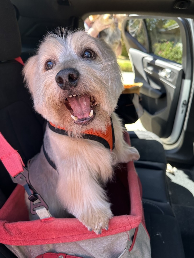 A male Norwich Terrier strapped into his car seat looking over his right shoulder with his mouth open expressing his opinions.