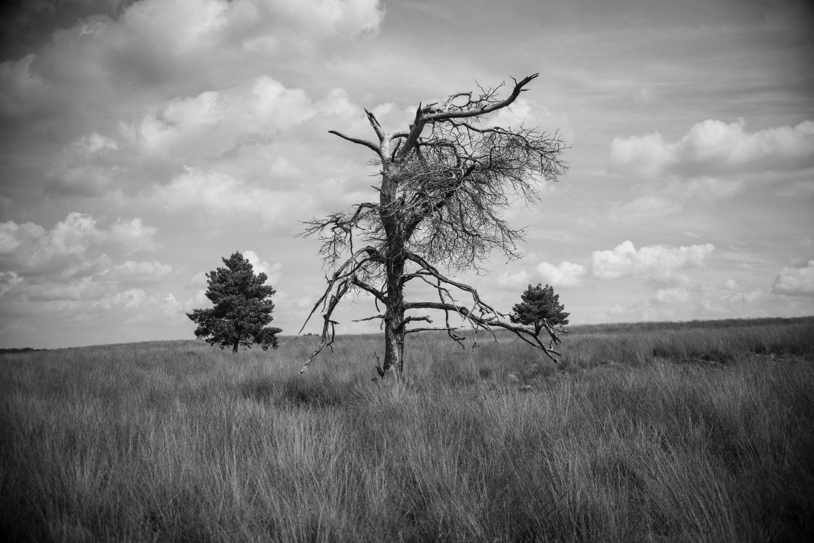 a black and white photo of a dead looking, gnarly tree. It stands in the middle of the photo in a grassy field. The sky has some fluffy clouds