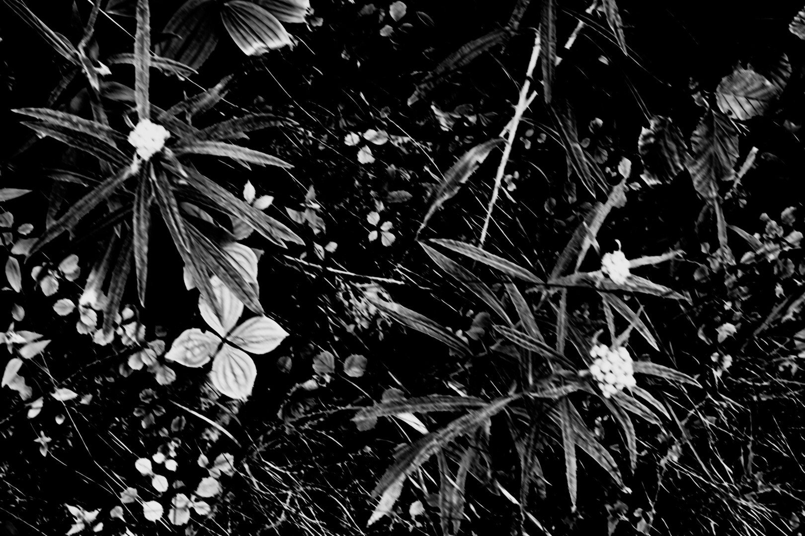 b&w, July foliage on the forest floor on an island in Lake Superior