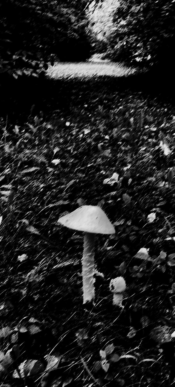 b&w, a mushroom in the foreground on a shaded path, which opens up in sunlight in the far background