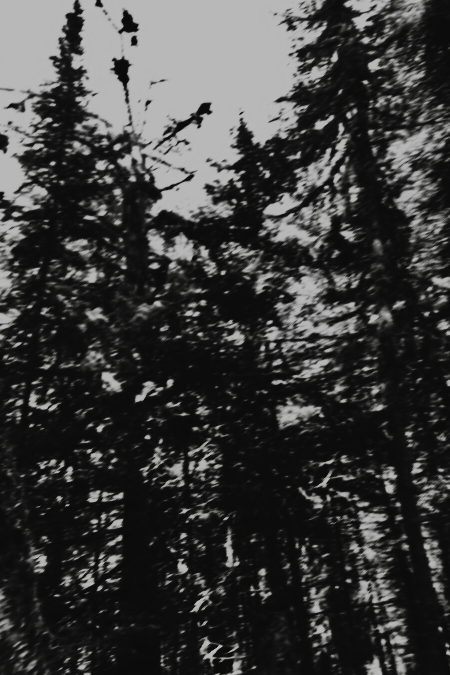 b&amp;w, pretty sinister evergreens vanishing up