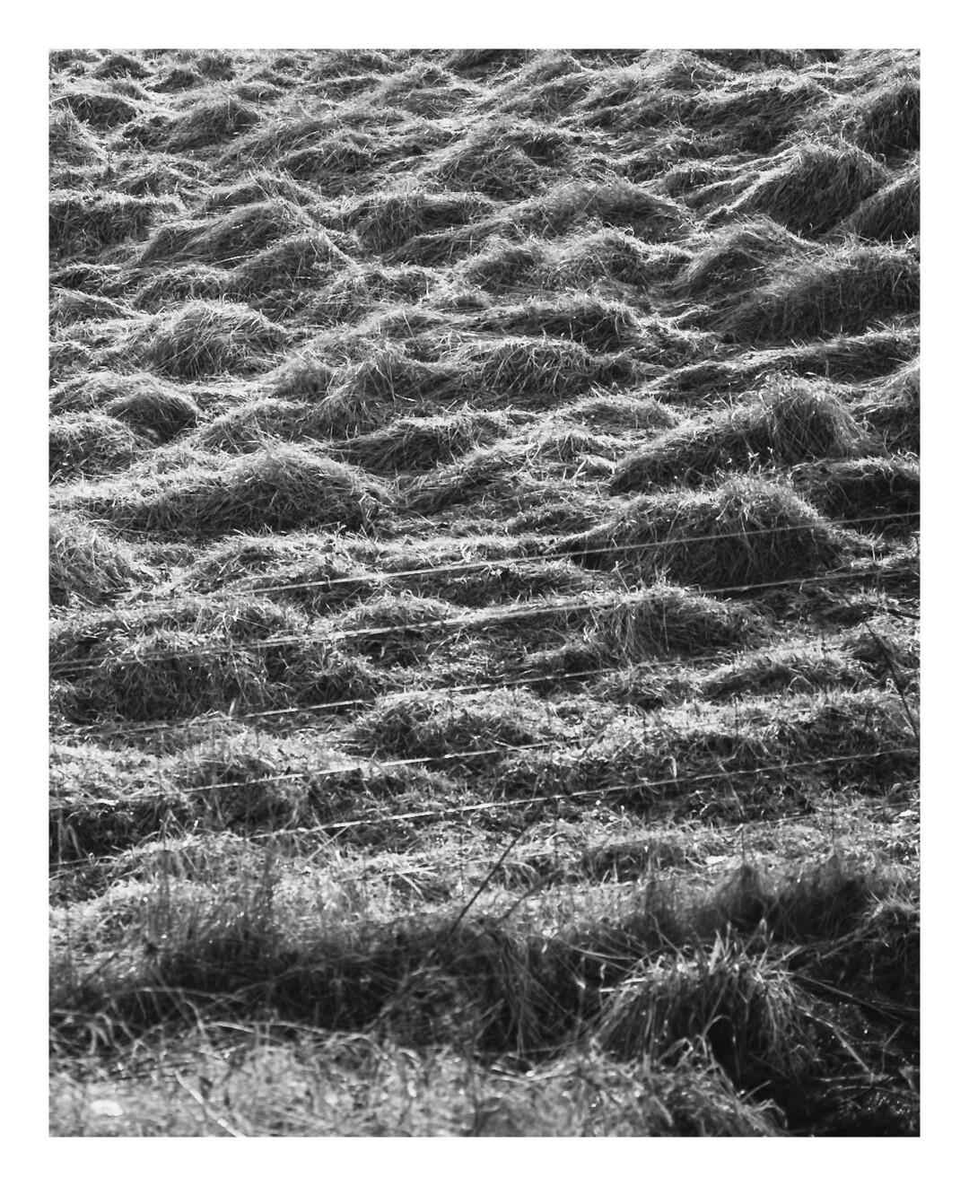 A black and white photograph of a field covered in lumps and bumps of grass.