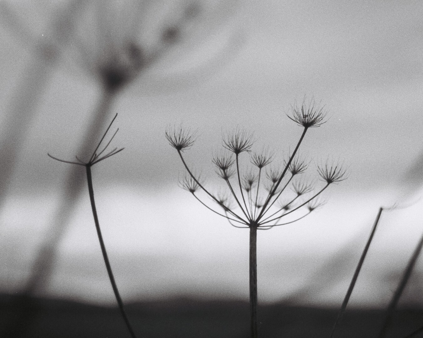 A black and white photograph of umbel stalks in sharp focus against a blurred background. 
Canon 300V and Fomopan 200.