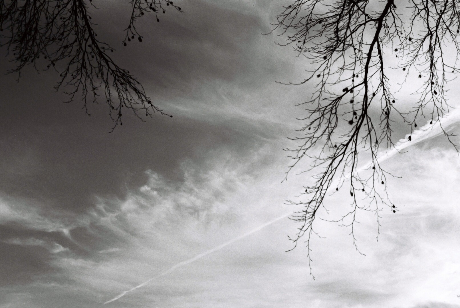 A black and white photograph of a cloud smeared sky with one diagonal contrail. The sky is framed by tree branches.