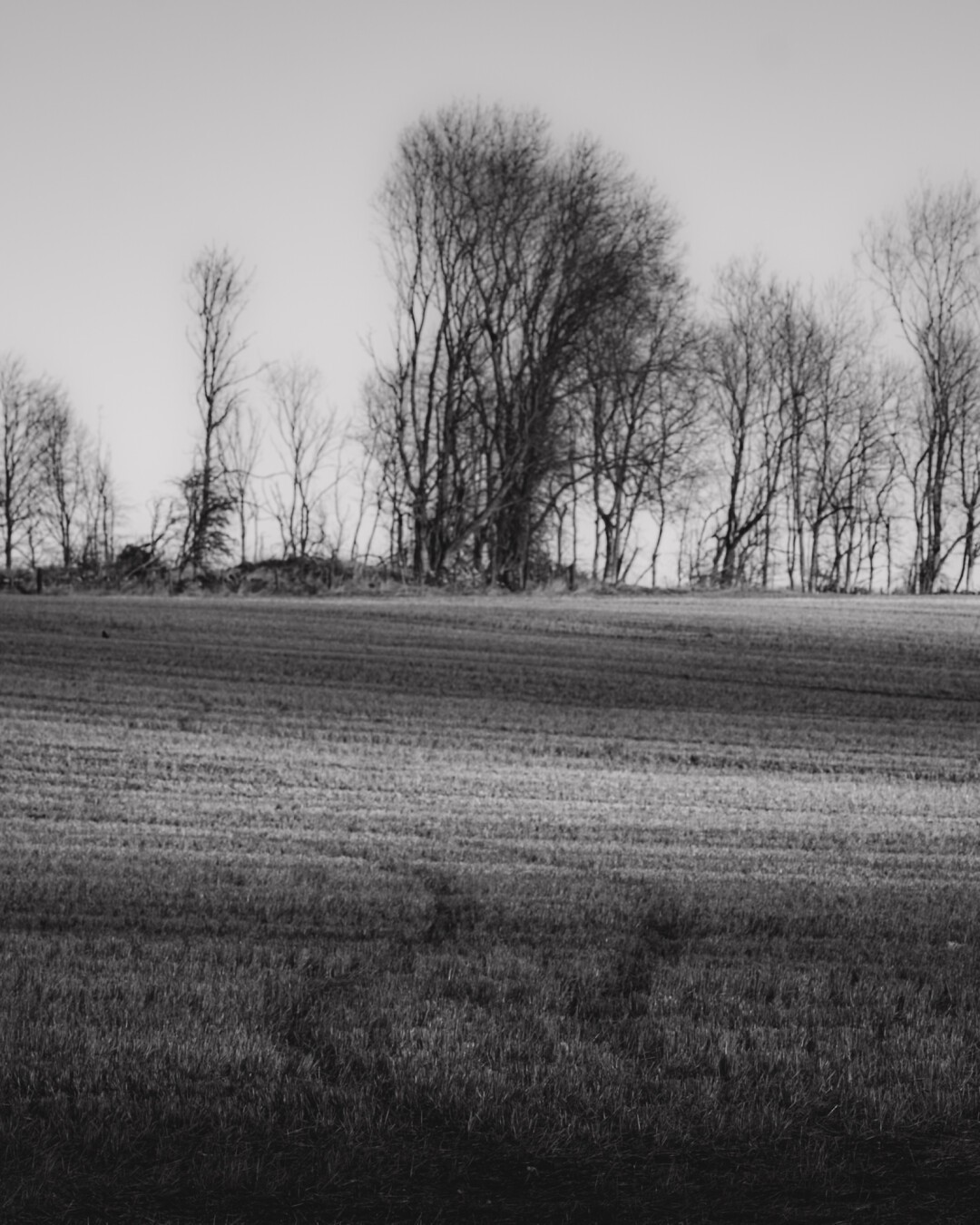 A black and white photograph of a field with faint quad bike tracks leading to a ridge with dreamy out of focus trees.