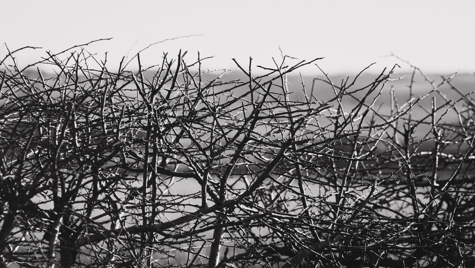 A black and white photograph of a field hedge flailed to within an inch of its life.