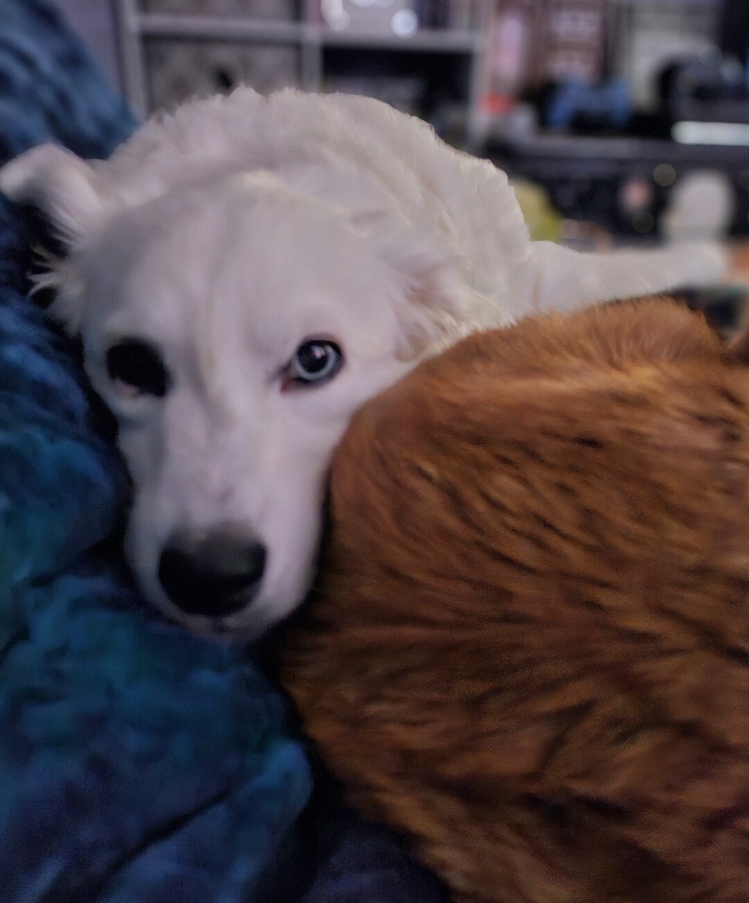 white dog with heterochromia looking directly at the camera. She's resting her head between a  blue-green velvet pillow and a large orange striped cat.