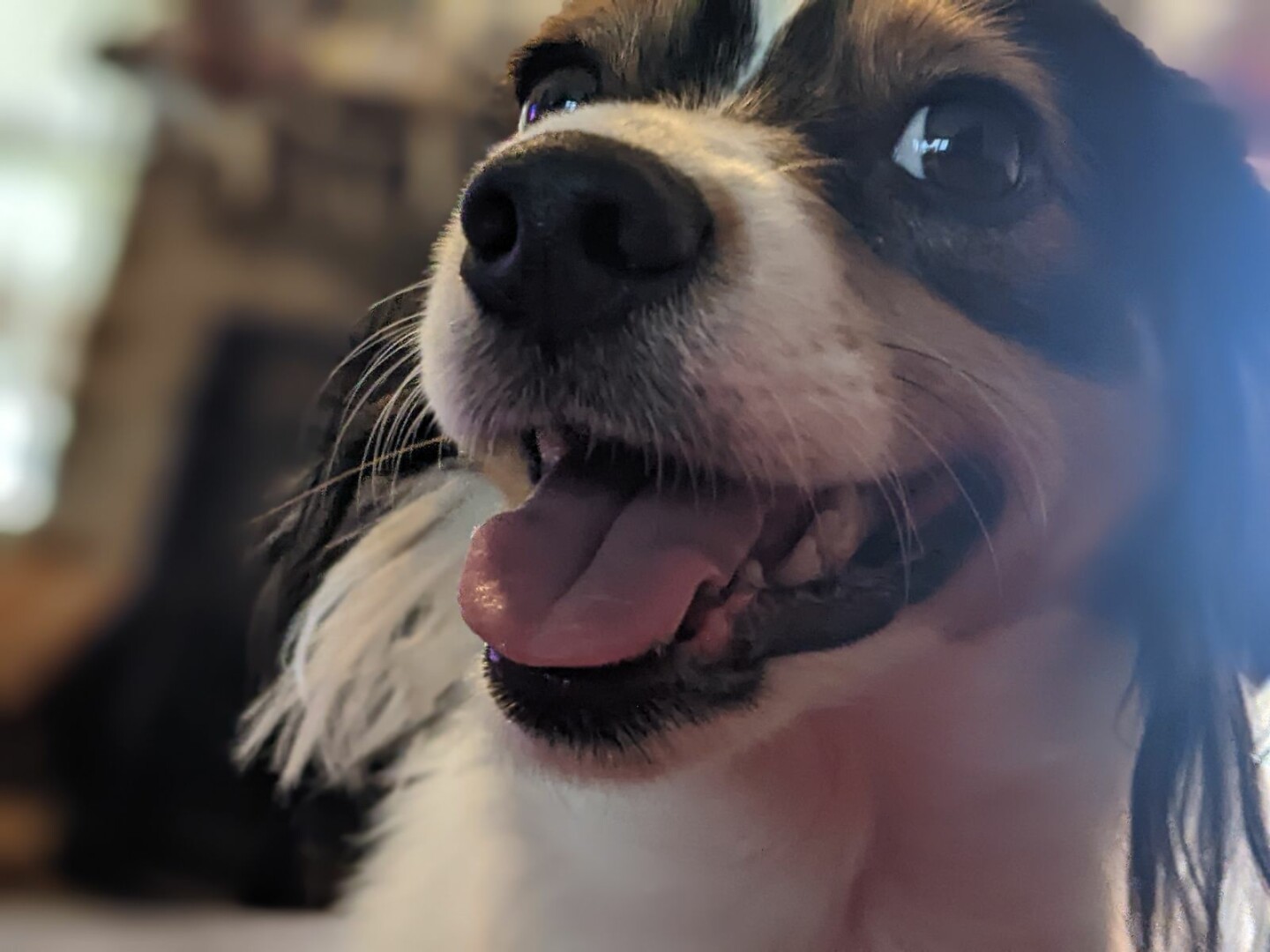 Closeup of a tricolor-faced dog with a happy, slightly open mouth expression