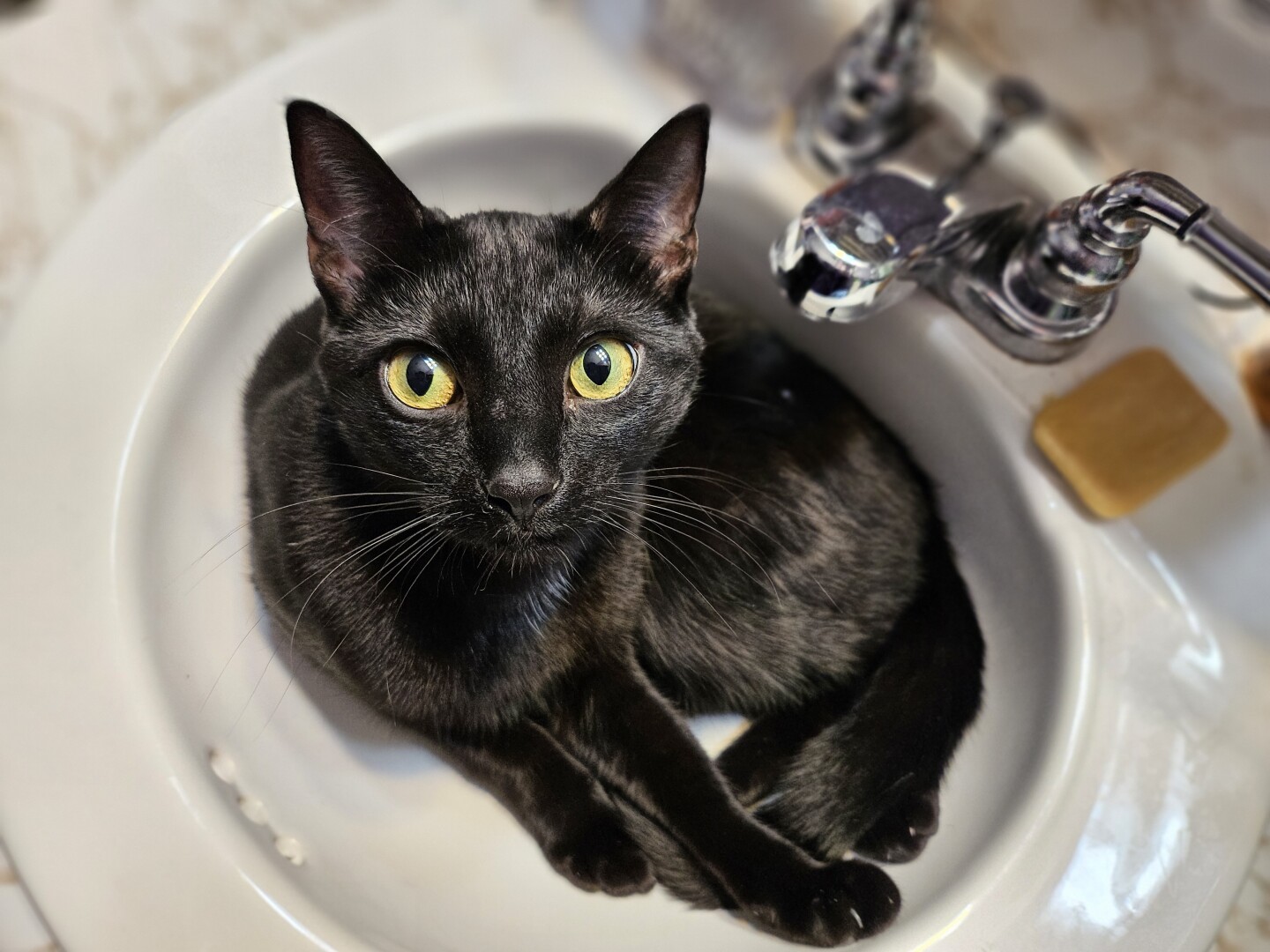 It's a goofy eyed black cat makin himself at home, snuggled into a sink like I don't need to wash my hands or brush my teeth. There's a chrome faucet to the right, aimed at his tum, as if to tempt me to evil deeds to prove my point to my cat who thinks the sink is his personal spa treatment station.