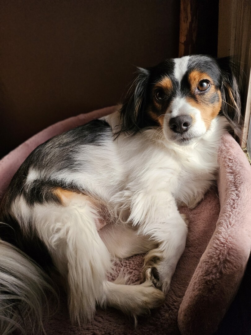 Tricolor faced dog, with white body and big black spots, laying on a fuzzy pink dog bed.