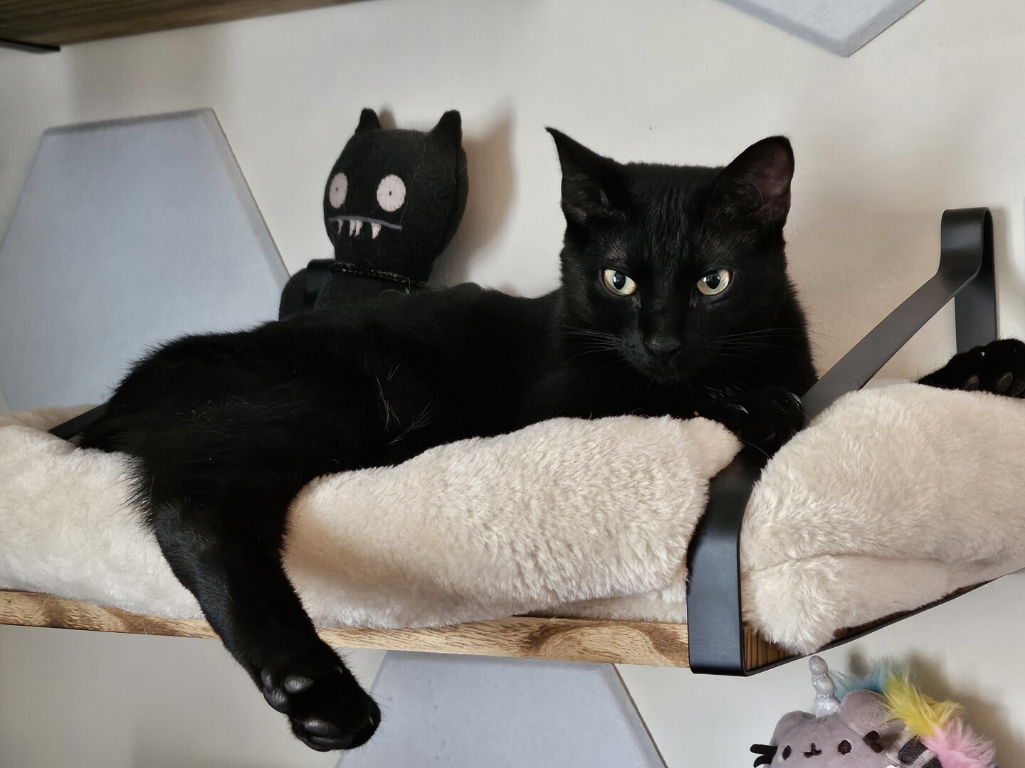 A black cat, laying on a shelf. There is a felt plush black cat with similar creepy stare sharing the shelf.