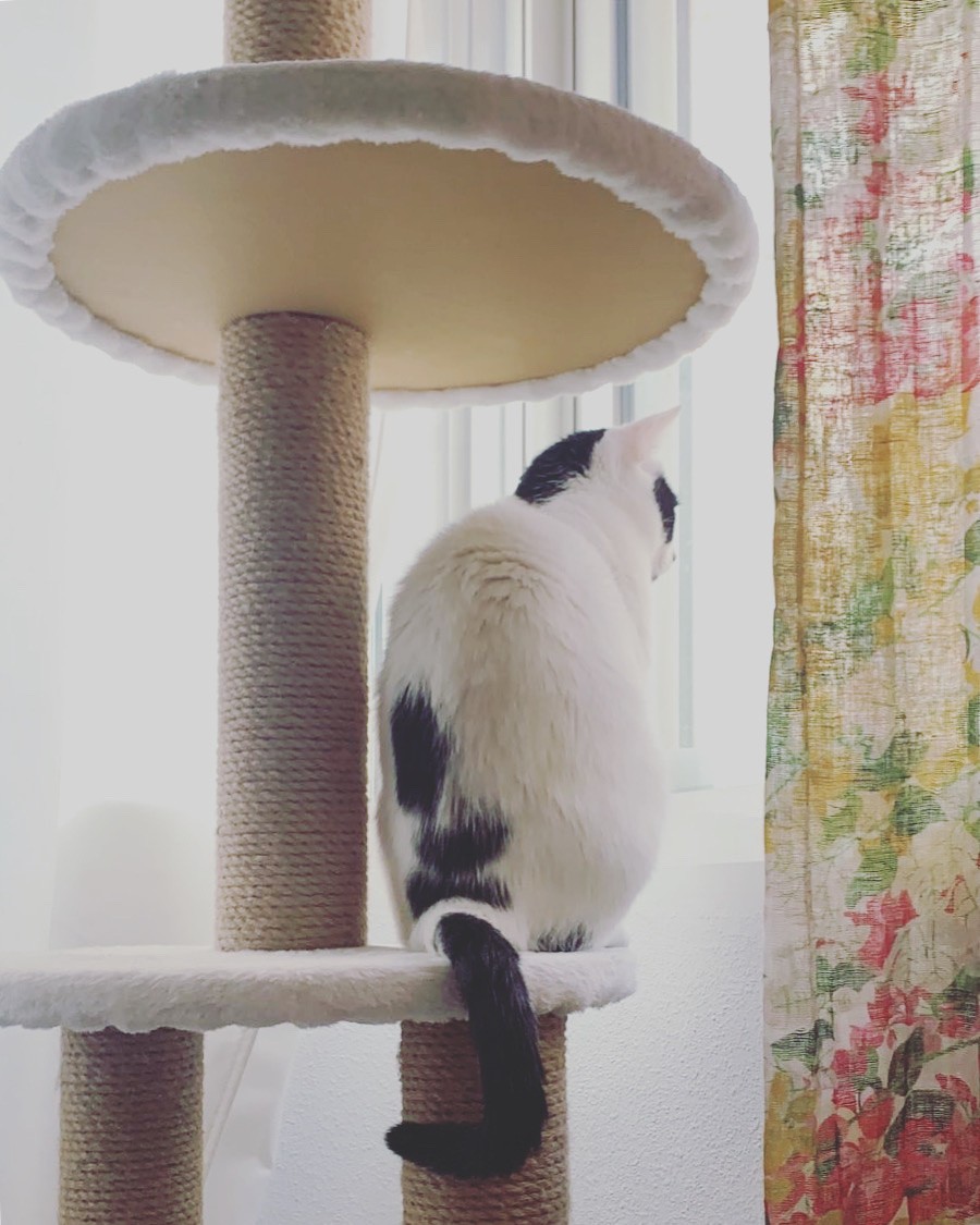 A black and white cat sitting on a cat tree looking at the street through the window.