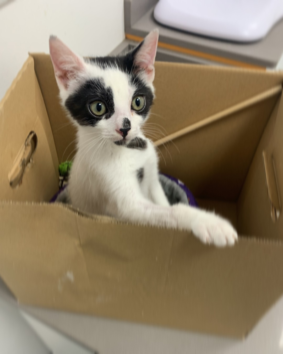 A young black and white cat coming out of a cardboard box