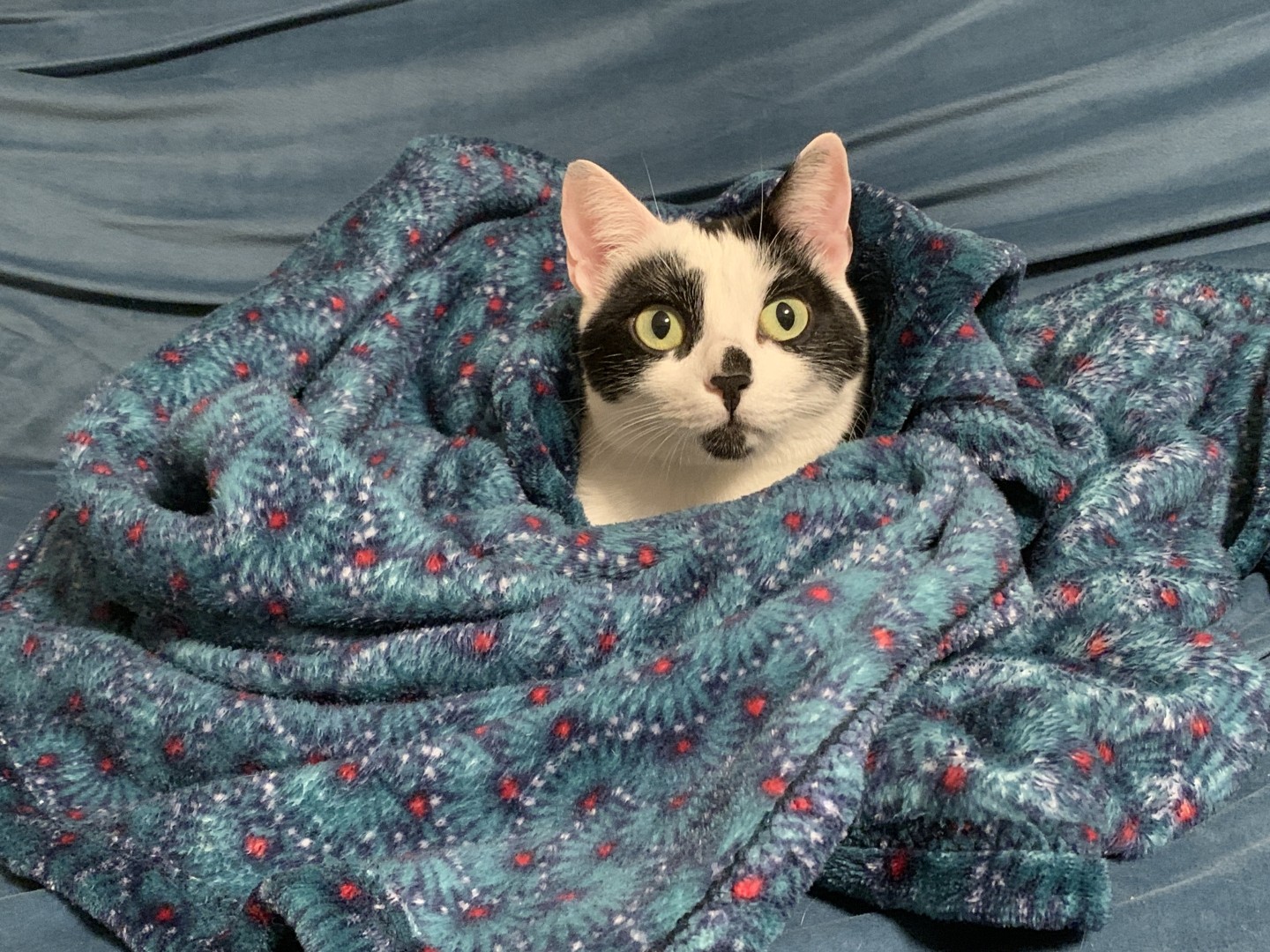 A black and white cat wrapped around a blue blanket.