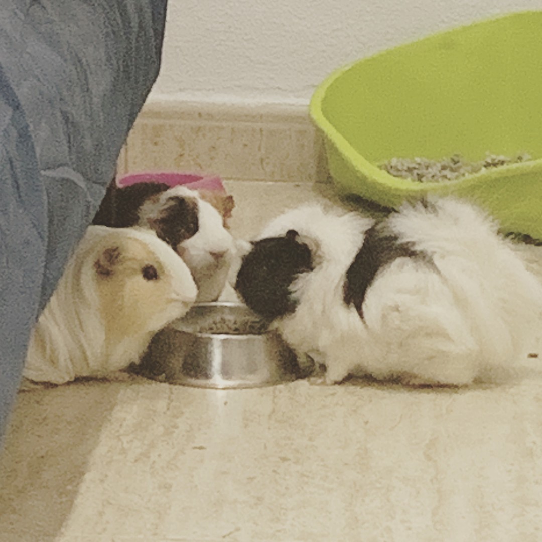 Three cute Guinea pigs eating from a metal bowl.