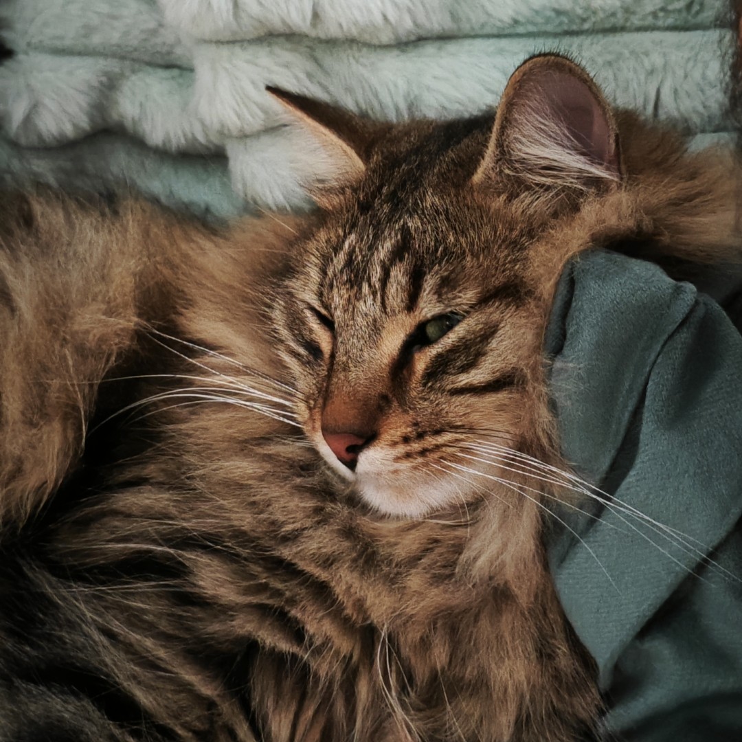 Close up of a cat sleeping on the couch, with its head on the pillow.