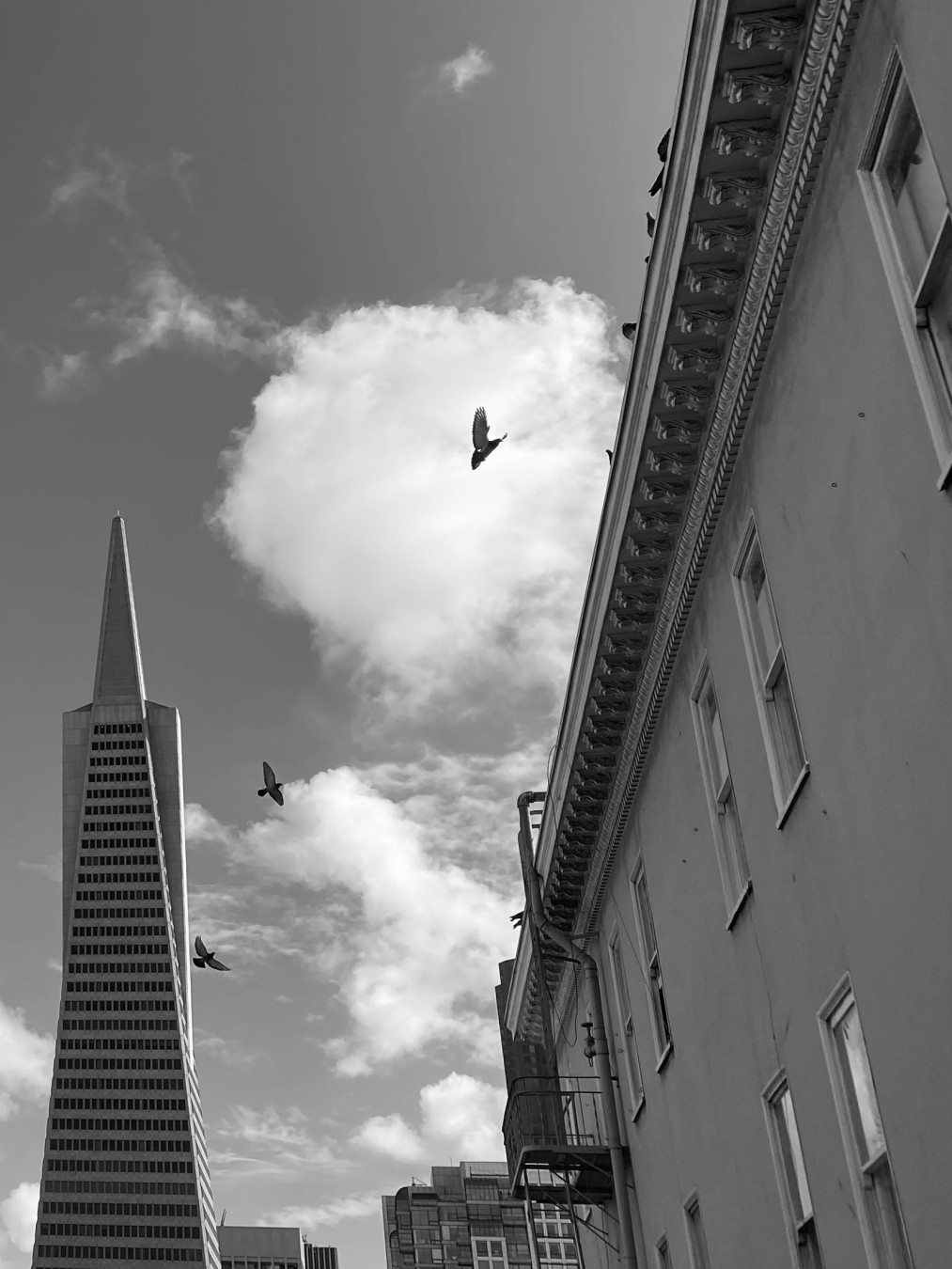 Sky with some clouds and four birds flying overhead with TransAmerica Pyramid on the left and upper part of older stone building on right, with decorative cornice along its top.